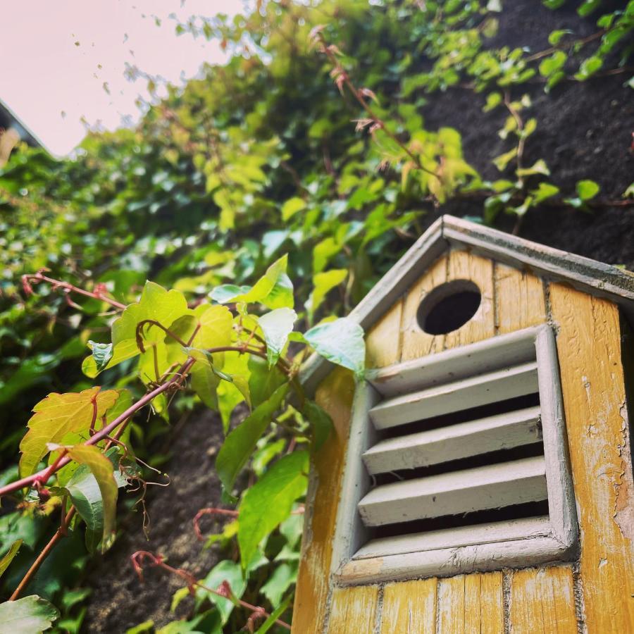 La Maison Aux Murs Anciens Et Ses Chambres Tarbes Exteriör bild